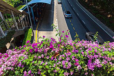 《疯狂宠物秀》即将发布正式版 提供完整战役模式